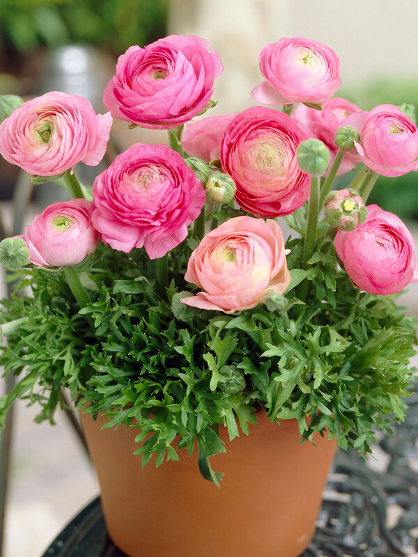 Ranunculus Pink