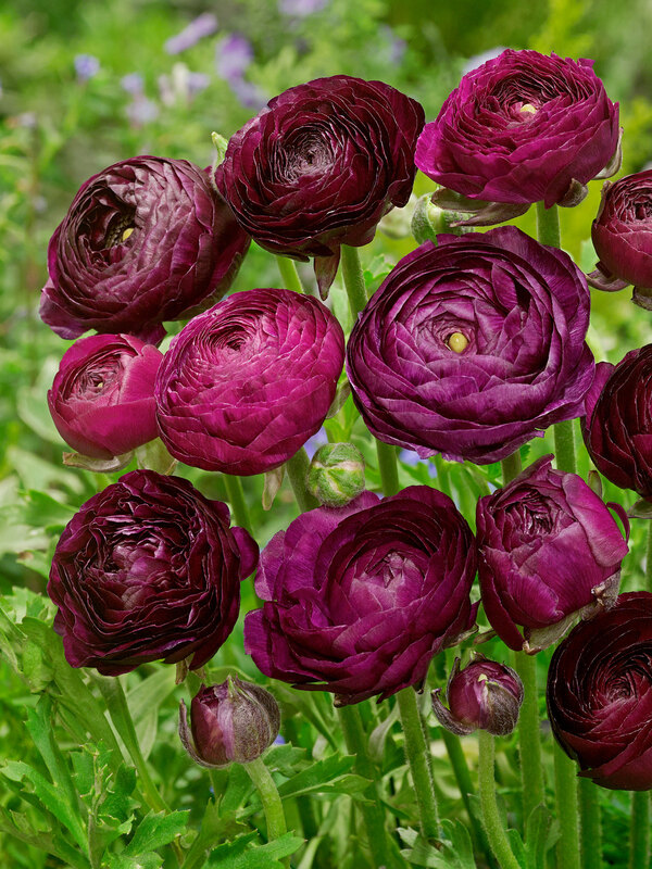 Ranunculus Purple Sensation