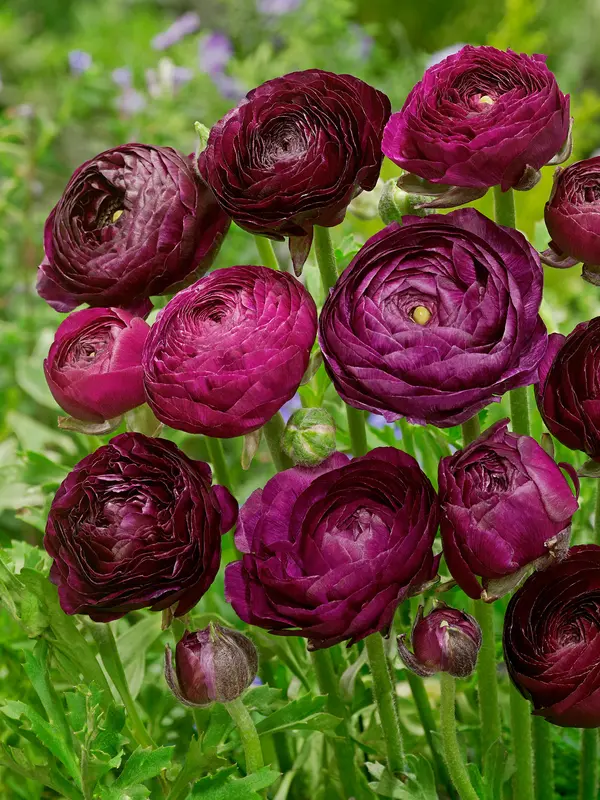 Ranunculus Purple Sensation