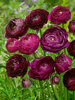 Ranunculus Purple Sensation