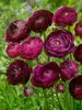 Ranunculus Purple Sensation