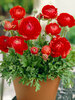 Ranunculus Red