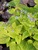 Brunnera Diane
