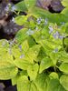 Brunnera Diane's Gold
