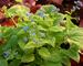 Brunnera Diane's Gold