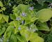 Brunnera Diane's Gold