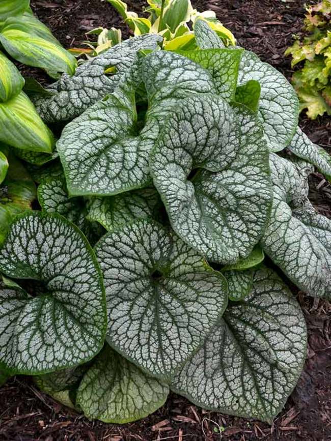 Brunnera Jack of Diamonds