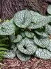 Brunnera Jack of Diamonds