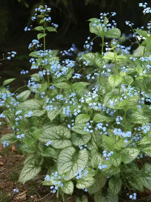 Link to Brunnera Jack Frost
