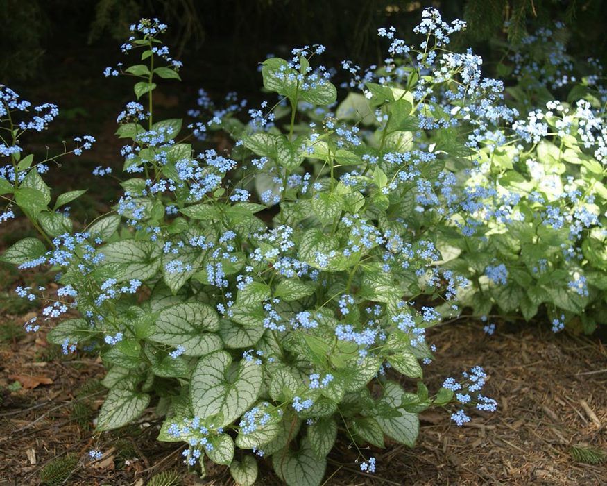 Brunnera Jack Frost Bluestone Perennials