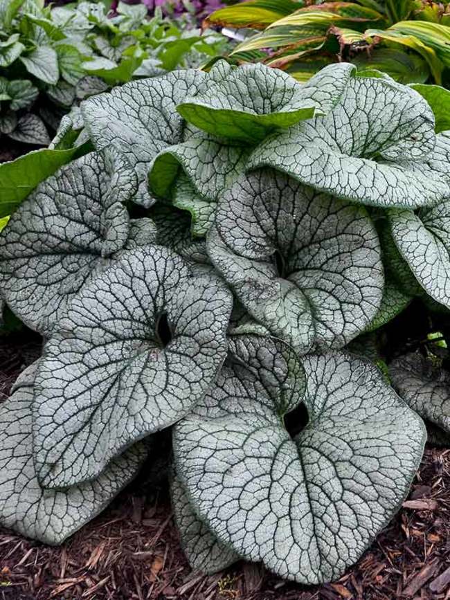 Brunnera Queen of Hearts