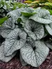 Brunnera Queen of Hearts