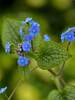 Brunnera Queen of Hearts