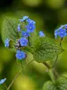 Brunnera Queen of Hearts