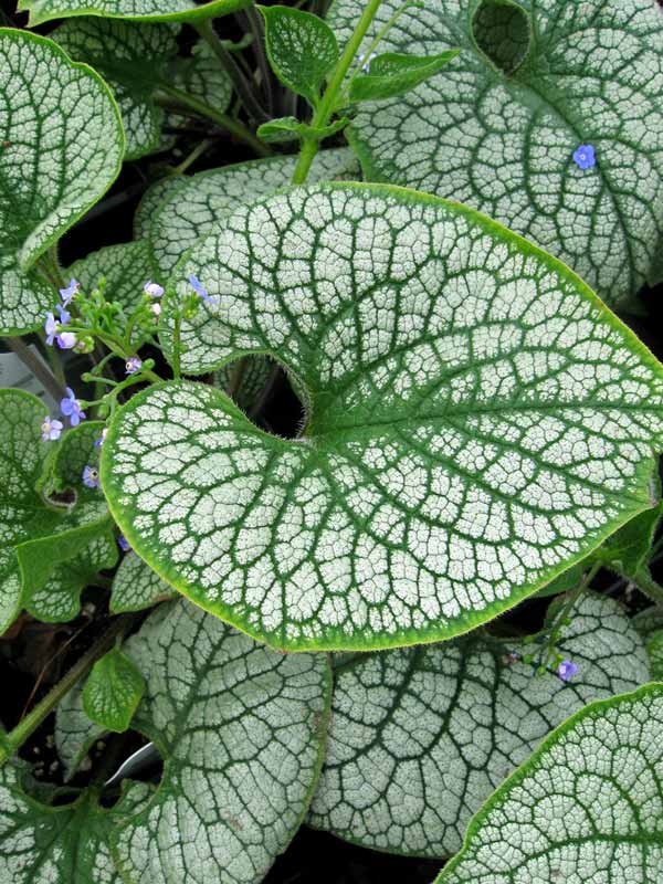 Brunnera Sea Heart | Bluestone Perennials