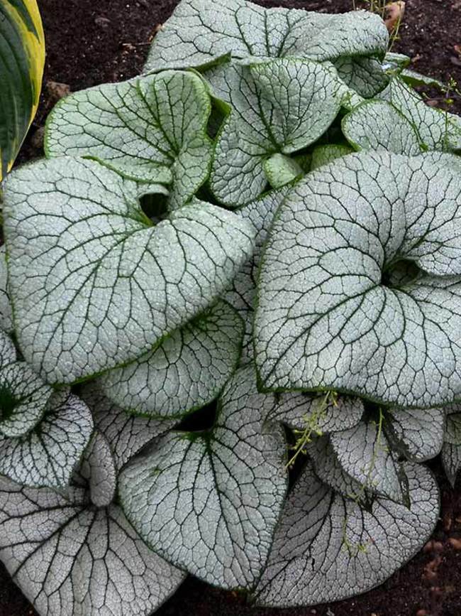 Brunnera Sterling Silver