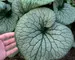 Brunnera Sterling Silver
