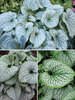 Brunnera Collection