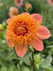 Dahlia Sandia Brocade