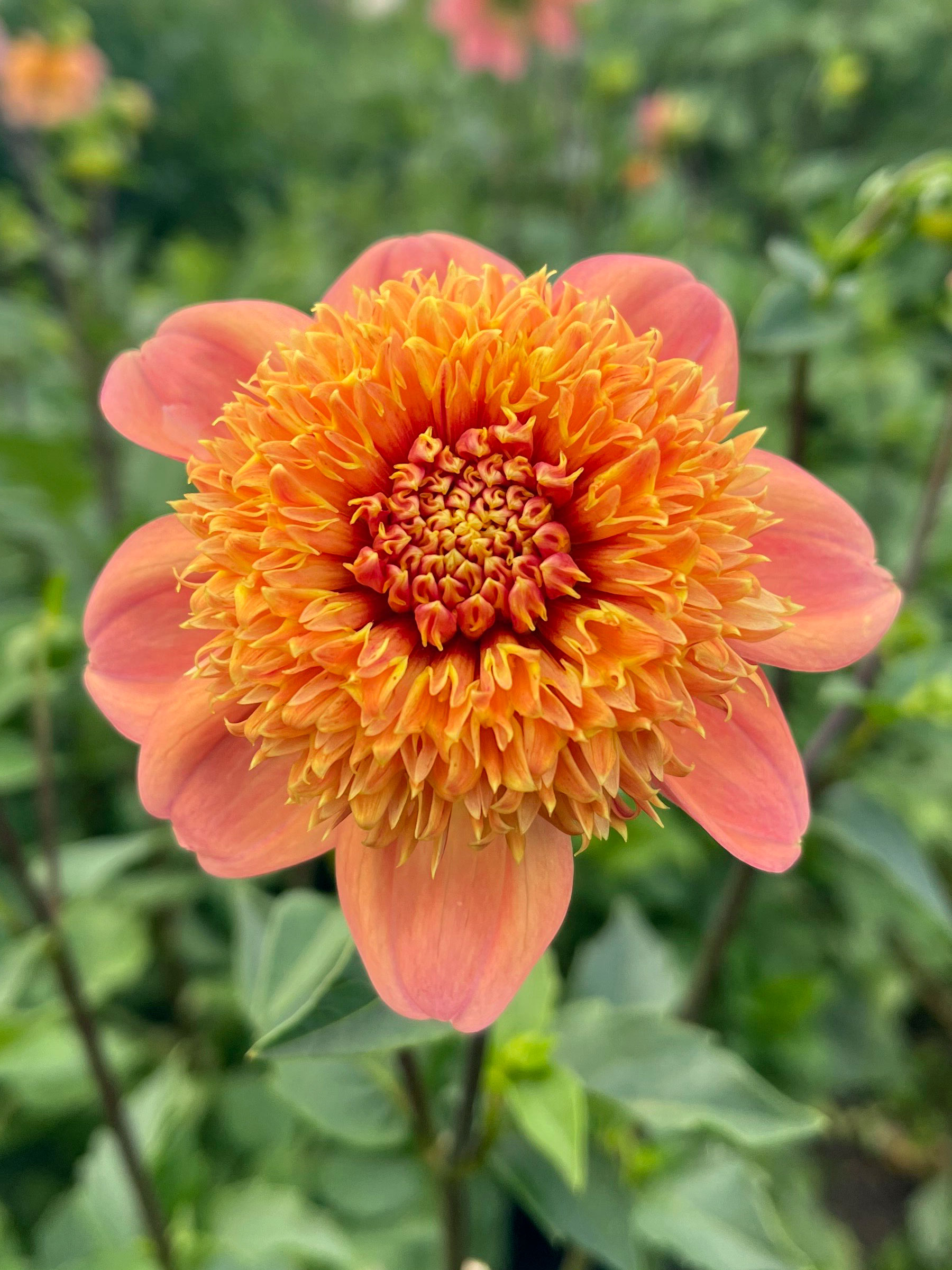Dahlia Sandia Brocade | Bluestone Perennials