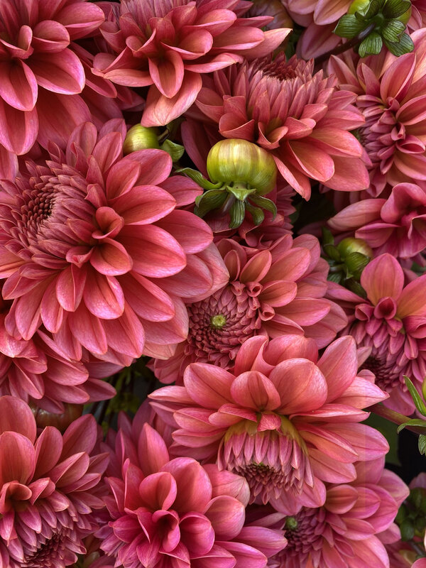 Dahlia Salmon Runner