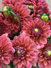 Dahlia Salmon Runner