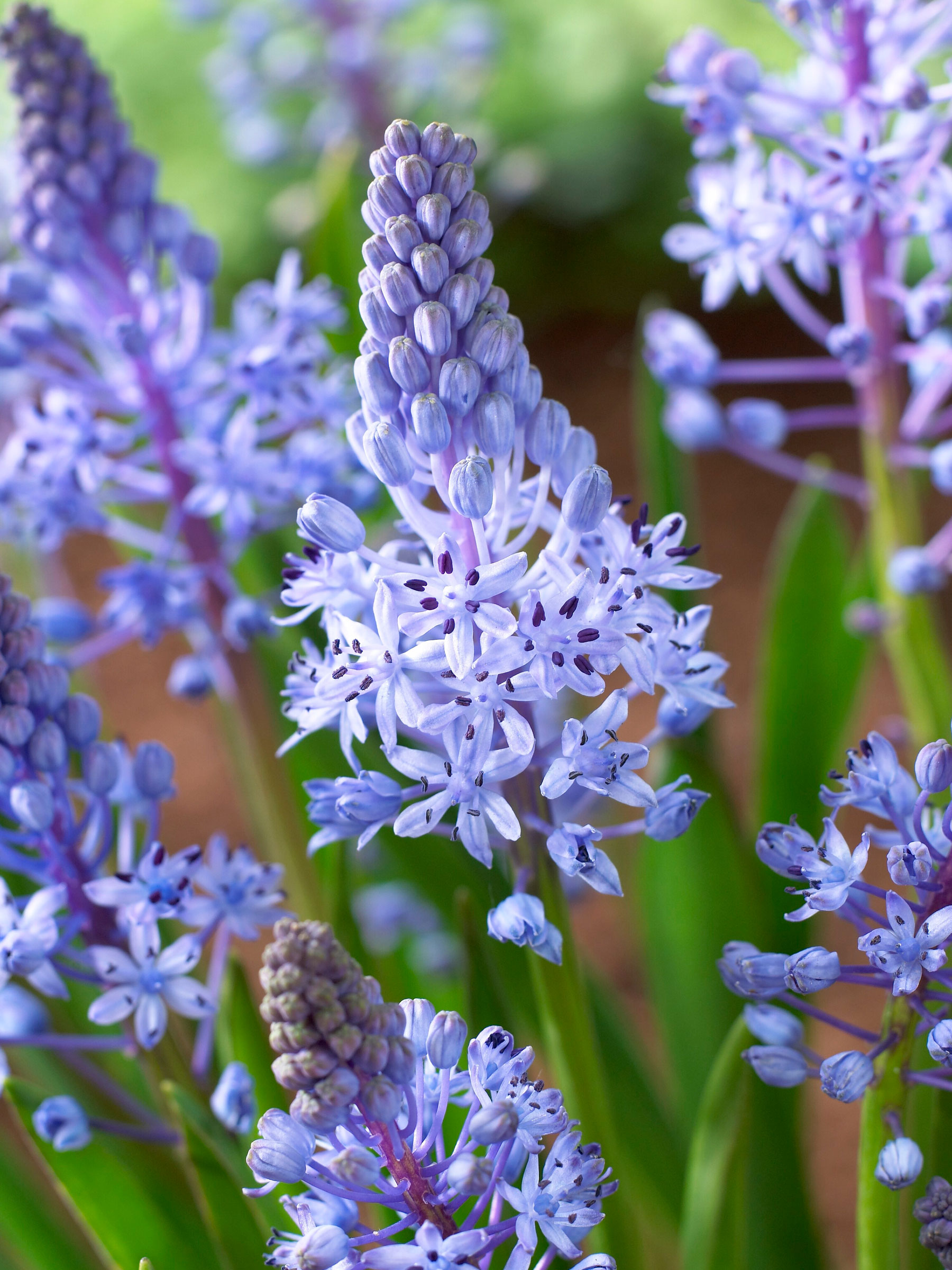 Scilla Litardierei (Amethyst Meadow Squill, Dalmatian Scilla)
