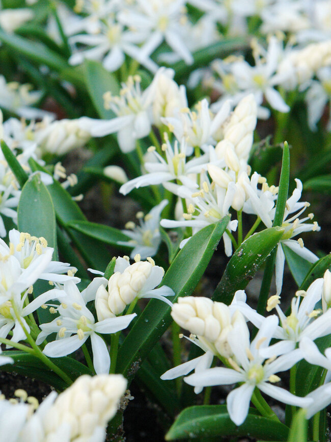 Scilla siberica Alba