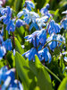 Scilla siberica Spring Beauty