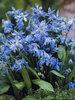 Scilla Siberica-Value-Pack