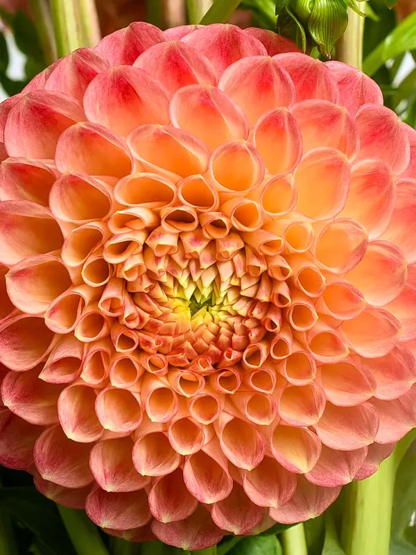 Bluestone Perennials Dahlia Snoho Doris