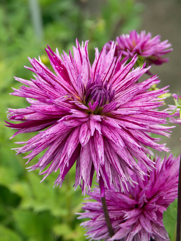 Dahlia Striped Ambition