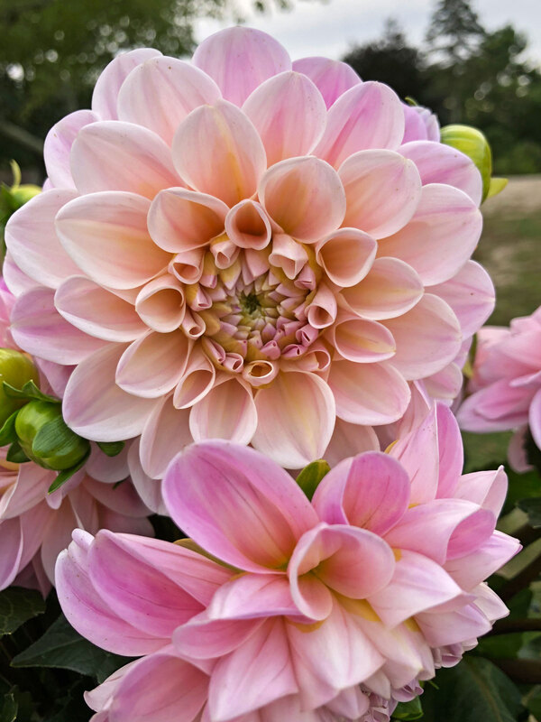 Dahlia Sweet Nathalie
