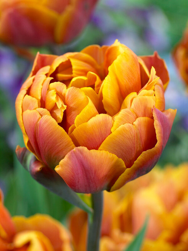 Tulip Brazil