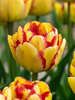 Tulip Mayfair