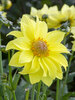 Dahlia Tournesol