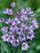 Triteleia Rudy -- Bluestone Perennials