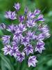 Triteleia Rudy