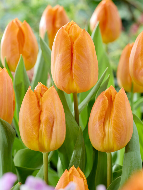 Tulip Sunrise Prince