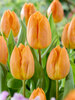 Tulip Sunrise Prince
