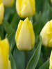 Tulip Sunny Prince