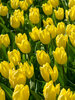 Tulip Sunny Prince