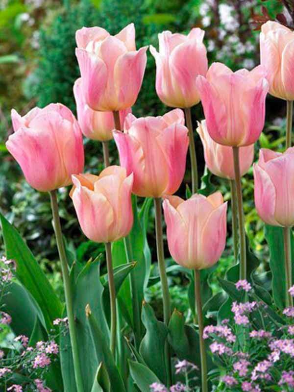Tulip Apricot Beauty