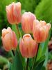 Tulip Apricot Beauty