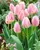 Tulip Apricot-Delight