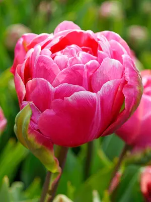 Link to Tulip Amazing Grace