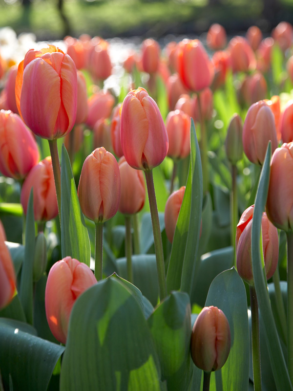 【 fig Ｌondon 】TULIP OP ブラウン Tulip Apricot Impressions | Bluestone Perennials