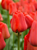 Tulip Apeldoorn