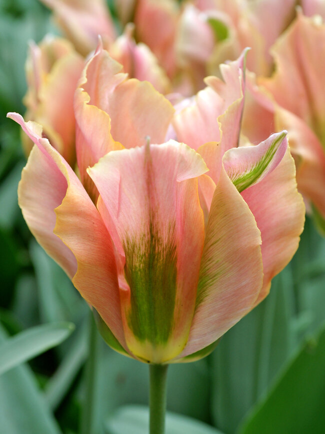 Tulip Artist