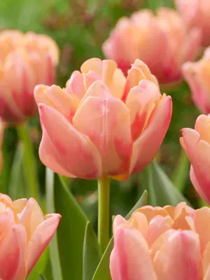 Link to Tulip Apricot Symbiose